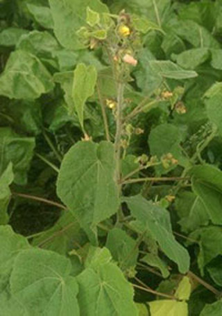Velvetleaf