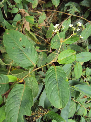 Chinese knotweed