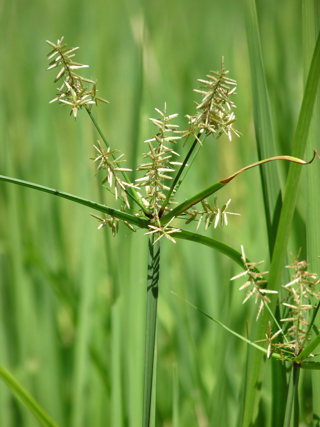 Nutgrass
