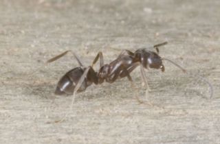 Argentine ant