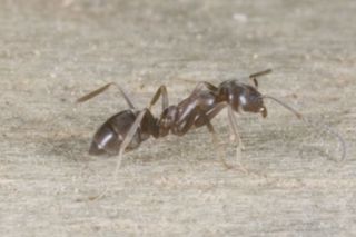Argentine ant