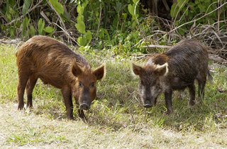 Feral pig