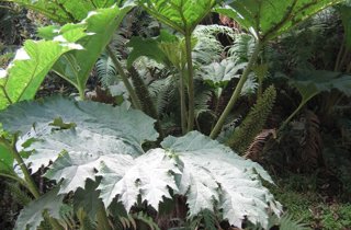 Chilean rhubarb