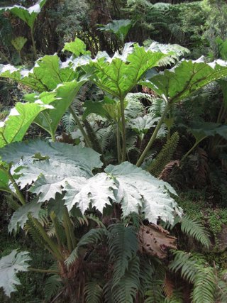 Chilean rhubarb