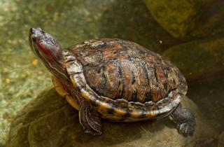 Red-eared slider turtle