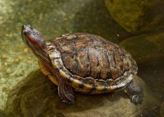Red-eared slider turtle