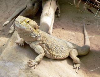 Bearded dragon