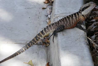 Eastern water dragon