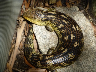 Blotched blue tongued skink