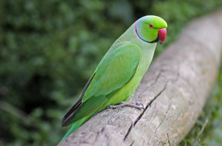 Indian ring-necked parakeet