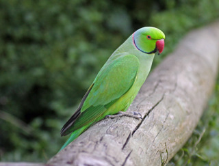 Indian ring-necked parakeet