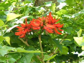 Coral tree