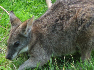 Wallaby