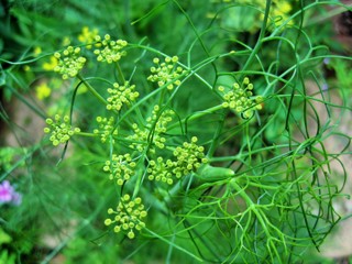 Fennel