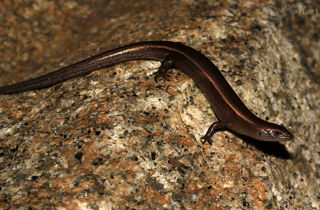 Plague skink