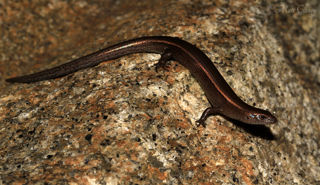 Plague skink