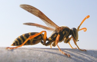 Asian paper wasp