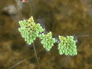 Ferny azolla
