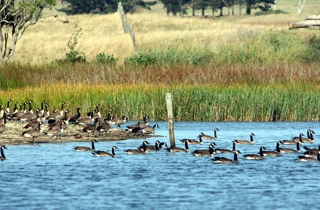 Canada geese