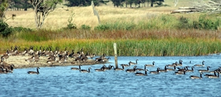 Canada geese