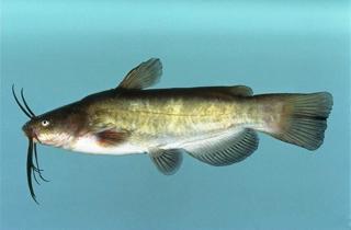 Brown bullhead catfish