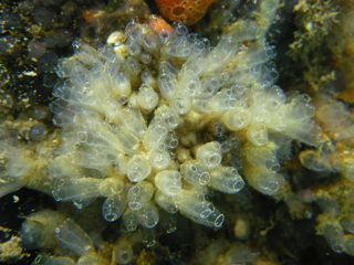 Lightbulb ascidian