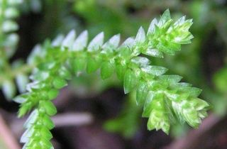African club moss