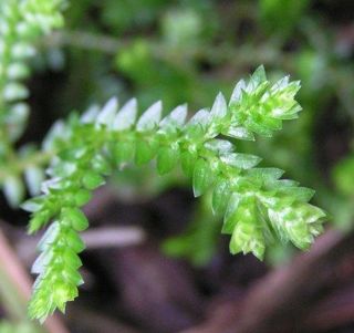 African club moss