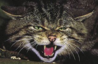 Cats - feral and stray