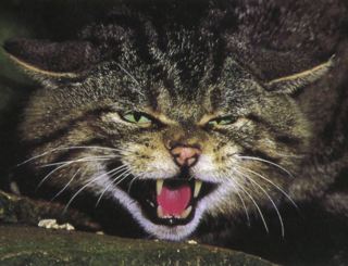 Cats - feral and stray