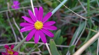 Purple/Pink ragwort