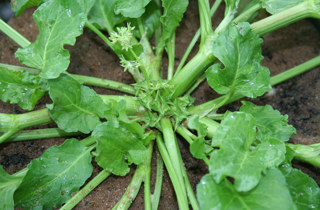 Spiny emex