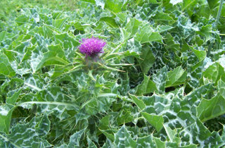Variegated thistle