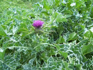 Variegated thistle
