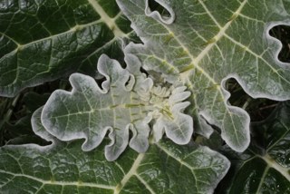White-edged nightshade