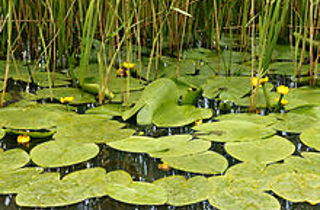 Yellow waterlily