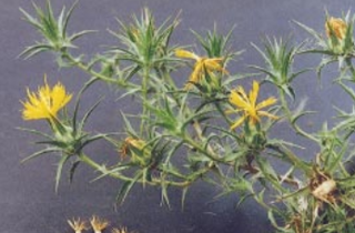 Saffron thistle