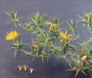 Saffron thistle