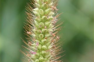 Yellow bristle grass