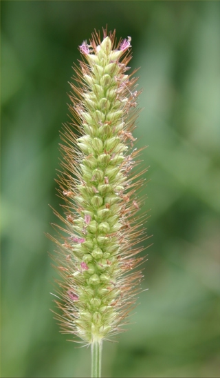 Yellow bristle grass