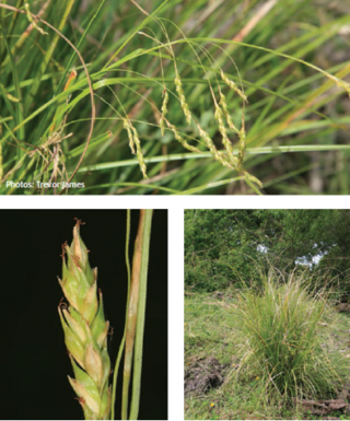 Australian sedge
