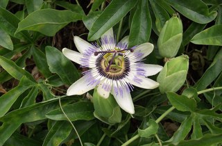 Blue Passionflower
