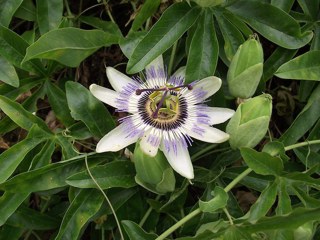 Blue Passionflower