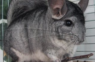 Chinchilla