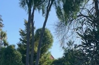 Mayten tree, Chilean mayten, Mayten