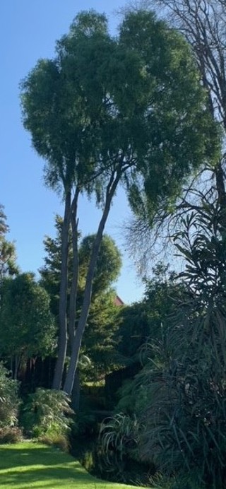 Mayten tree, Chilean mayten, Mayten