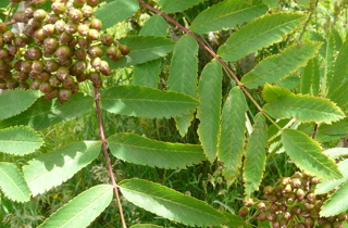 Rowan
