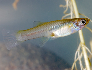Gambusia (mosquito fish)