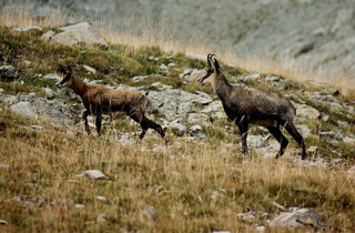 Chamois