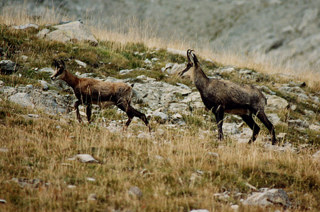 Chamois